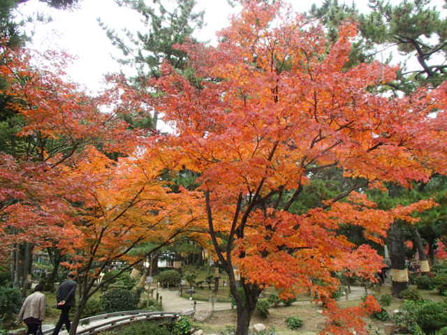 広島観光｜広島 縮景園