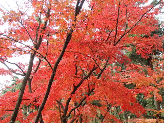 広島観光｜広島 縮景園