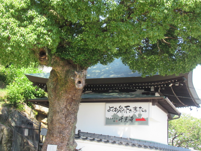 広島観光｜尾道 千光寺公園