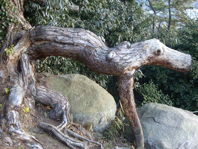 広島観光｜尾道 千光寺公園