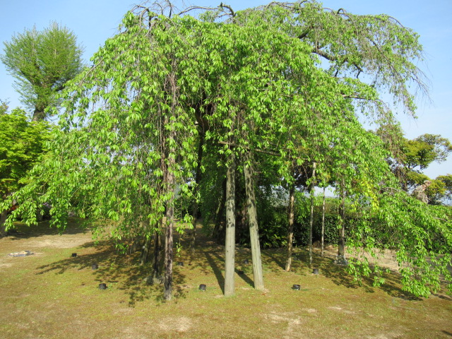 島根観光|島根 一畑薬師
