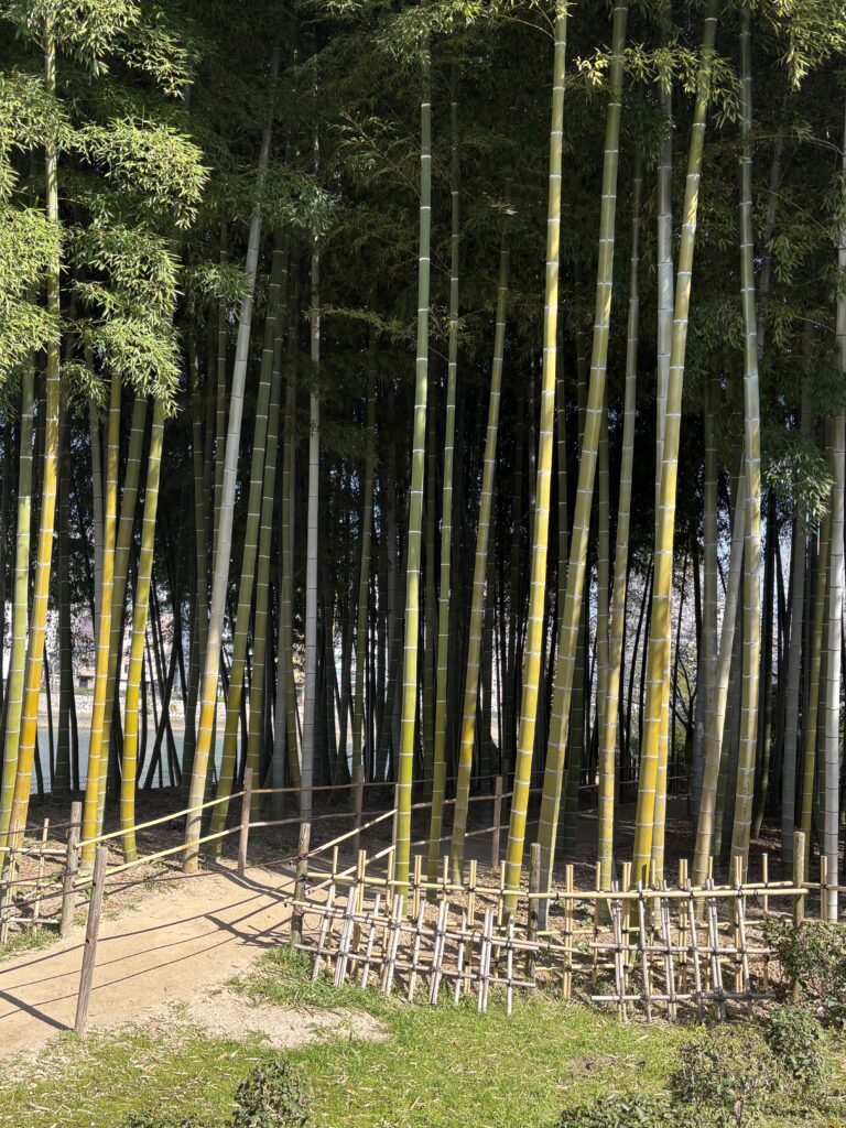 広島観光｜広島 縮景園