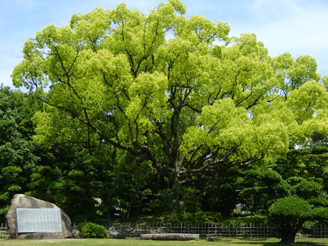 香川観光|香川 栗林公園