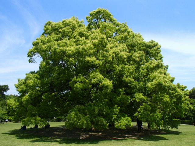 香川観光|香川 栗林公園